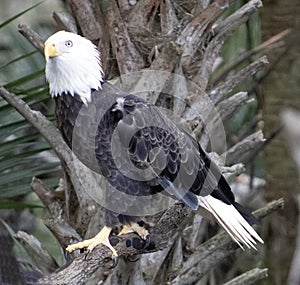 American Bald Eagle on pirch