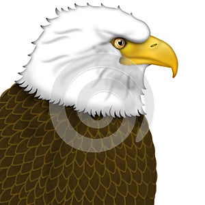 American Bald Eagle Portrait