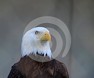 American Bald Eagle portrait