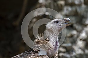 American bald eagle portrait