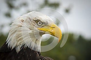 American bald Eagle portrait