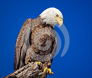 American bald eagle portrait facing right and looking down