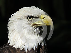 American Bald Eagle