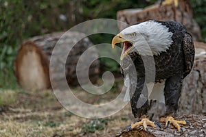 American bald eagle portrait