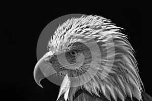 American bald eagle. Powerful high-contrast USA national bird mo