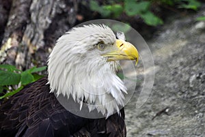 American Bald Eagle Profile