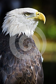 American Bald Eagle Profile against Black