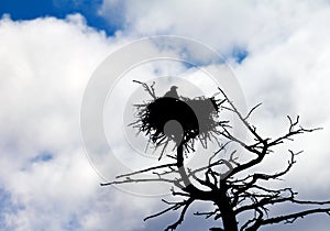 American Bald Eagle Protects Its Nest