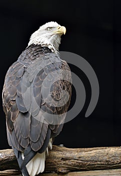 American Bald Eagle