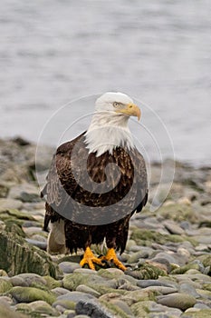 American bald eagle on rocky shore in Homer Spit in coastal Alaska USA