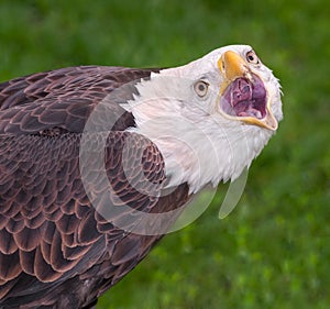 American Bald Eagle Scream