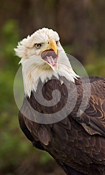 American Bald Eagle scream