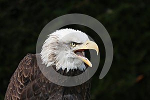 American Bald Eagle