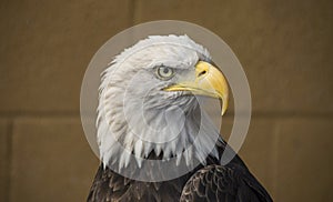 An american bald eagle side portrait