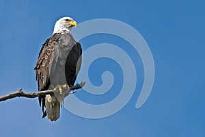 American Bald Eagle