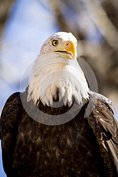 American Bald Eagle in tree