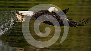 American Bald Eagle Snatching a Fish
