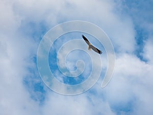 American Bald Eagle Soaring Through a Blue Sky with Scattered Clouds
