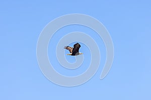 american bald eagle soaring high above the tree tops