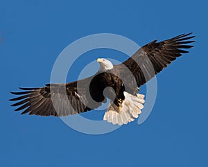 American Bald Eagle soars overhead