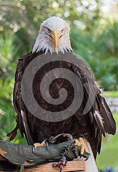 American Bald Eagle standing on glove