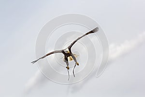 American bald eagle stoop. Bird of prey at falconry display.