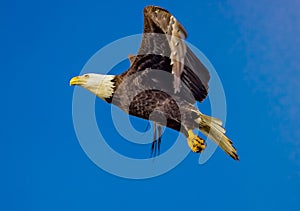 American bald eagle takes flight