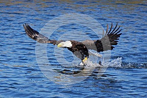 American Bald Eagle taking off with fish in its talons.