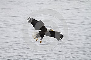 American Bald Eagle Taking off from the Mississippi River