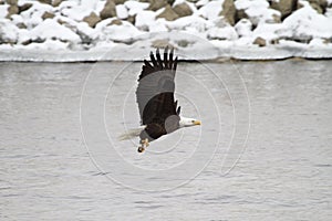 American Bald Eagle with Talons Flexed as it Flies over the Mississippi