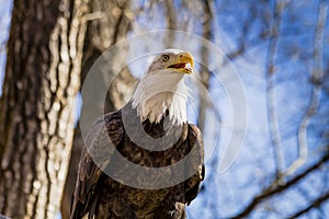 American Bald Eagle in tree