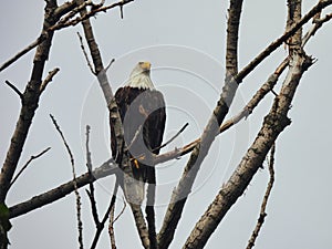 American Bald Eagle in Tree: A bald eagle bird of prey raptor perched on a branch in a dead tree with a cloudy sky