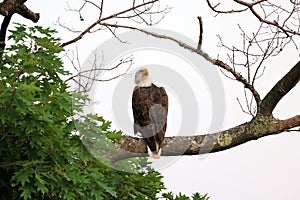 American bald eagle on a tree branch