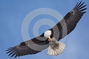American Bald eagle trying to hold onto it`s food on the fly