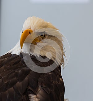 American Bald Eagle up close