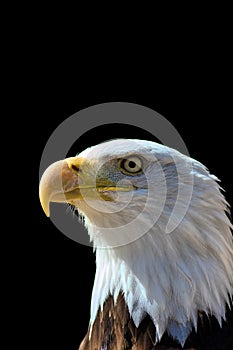 American bald eagle. USA pride and patriotism in national bird.