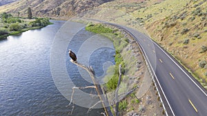 American Bald Eagle Youth Stands on a Jag Watching Big Bird