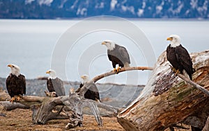 American Bald Eagles photo