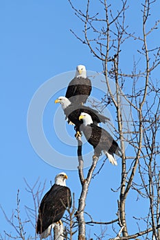 American Bald Eagles