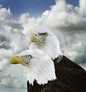 American Bald Eagles