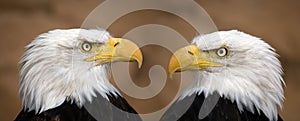 American bald eagles photo