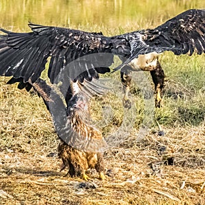 American Bald Eagles fighting