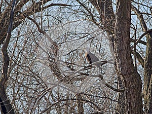 American Bald Eagles Migrate Through Missouri