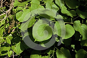American Basswood Leaves   701695 photo