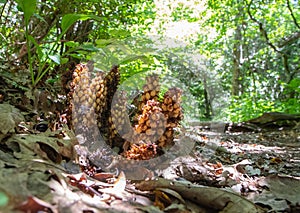 American Bear Corn or Squawroot Plant