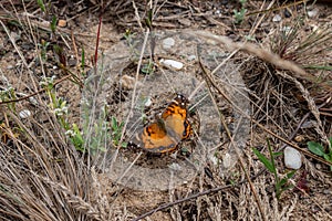 American beautiful lady butterfly (Vanessa Virginiensis) perched