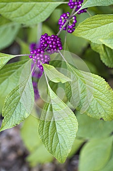 American Beauty Berry Berries - Callicarpa americana photo