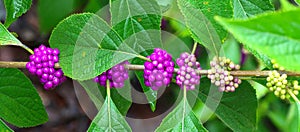 American beauty berry (Callicarpa americana) showing all phases of berry ripeness in full detail