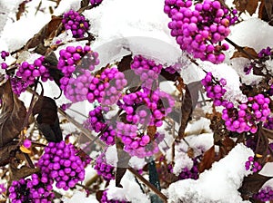 American beautyberry (Callicarpa americana) bright purple berries snow-covered in late November