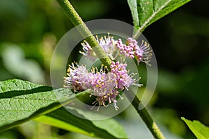 American beautyberry Callicarpa americana flower closeup - Davie, Florida, USA photo